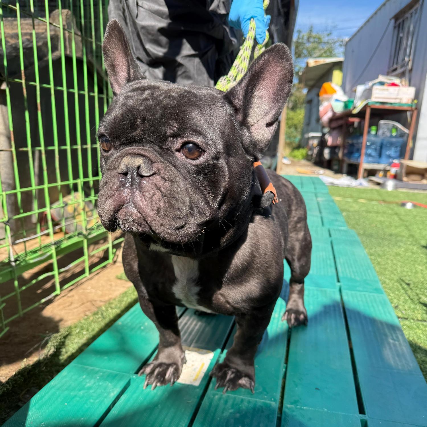 울산유기동물보호센터_431372202500680